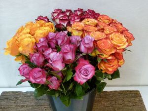 ROSE UNIE ASSORTI Equateur 50